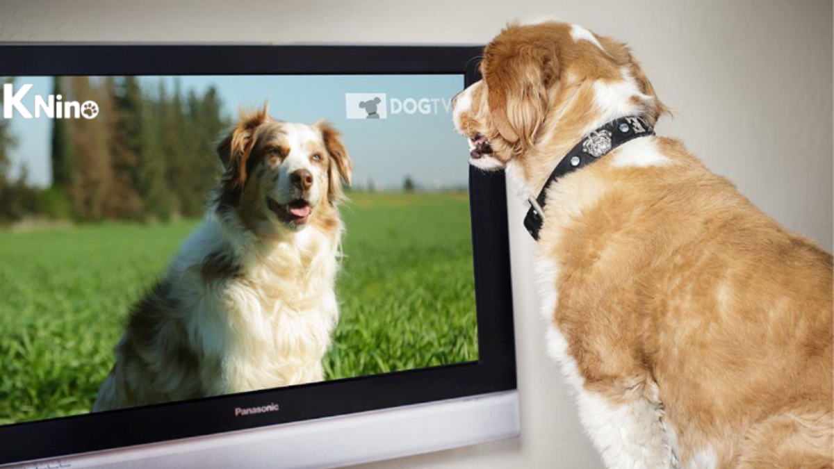 De la mano de Claro y VTR llega KNino, el primer canal chileno que convierte la televisión en compañía para los perros