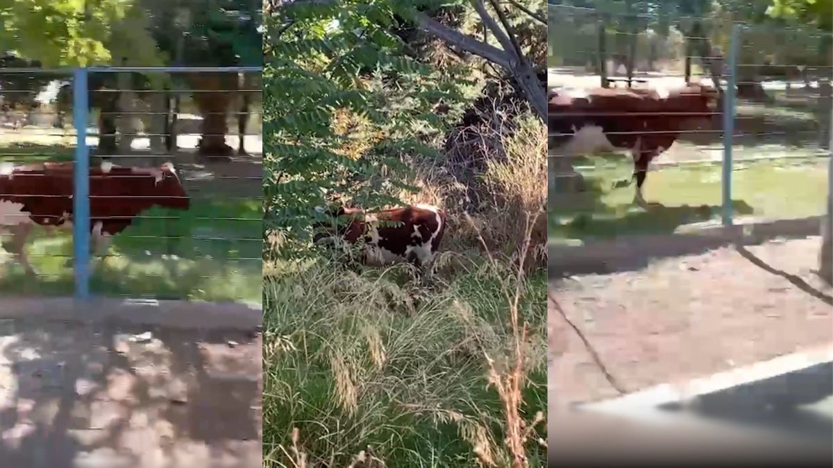 Colegio de Cerrillos aclara origen del toro perdido en el patio: apareció de la nada, estuvo tres días suelto y dueños fueron a buscarlo tras videos virales