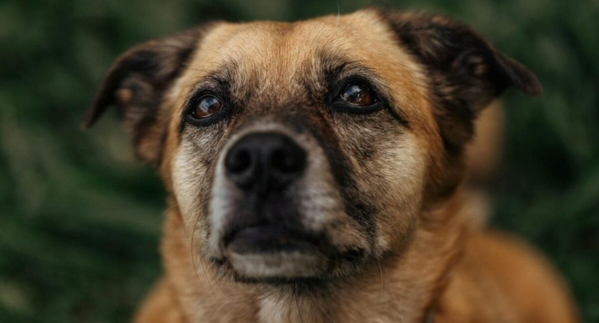 Maltrato animal en Maipú