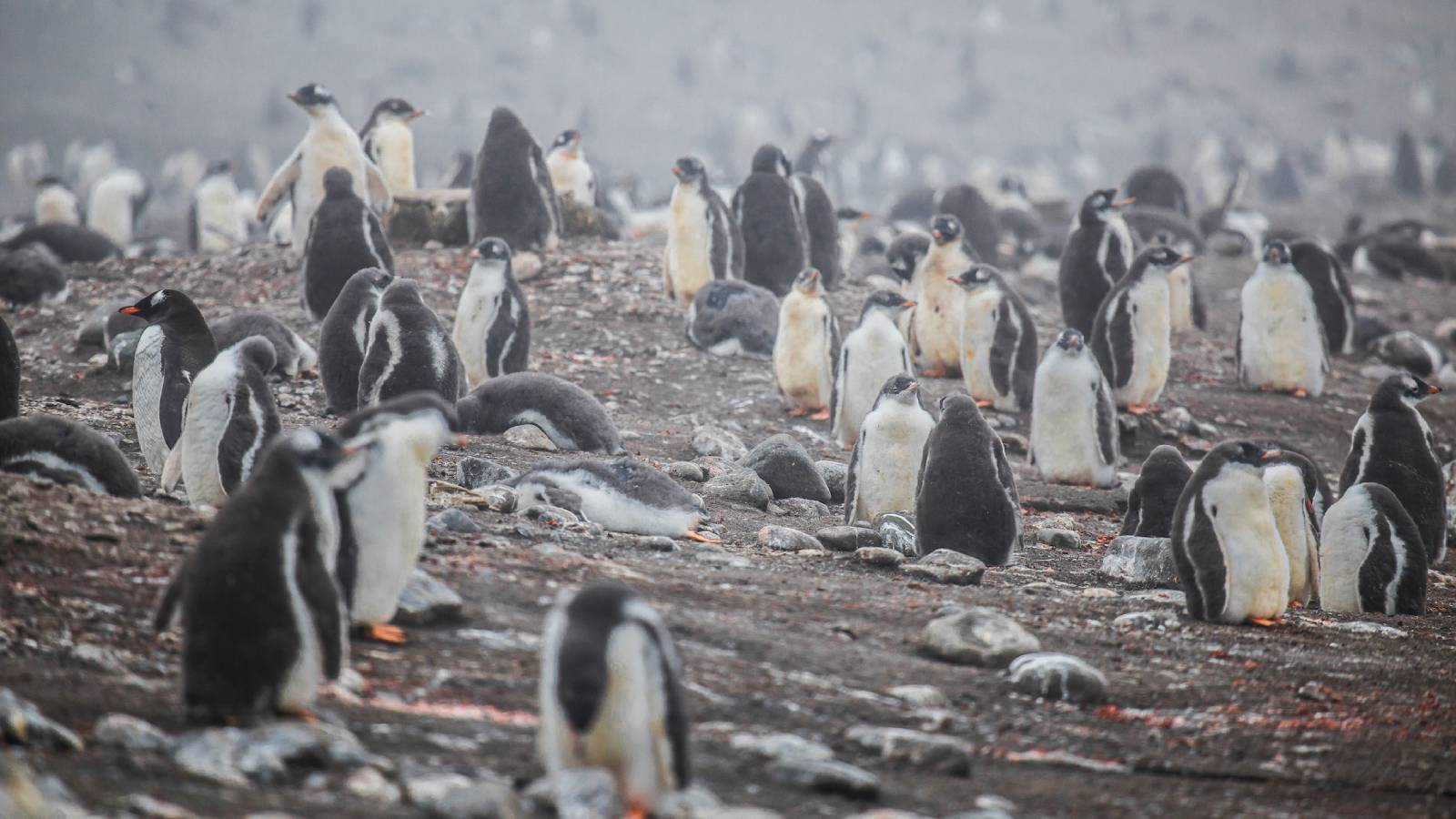“Esto es un punto de inicio”: Adaptan aplicación de inteligencia artificial para monitorear al pingüino barbijo en Antártica