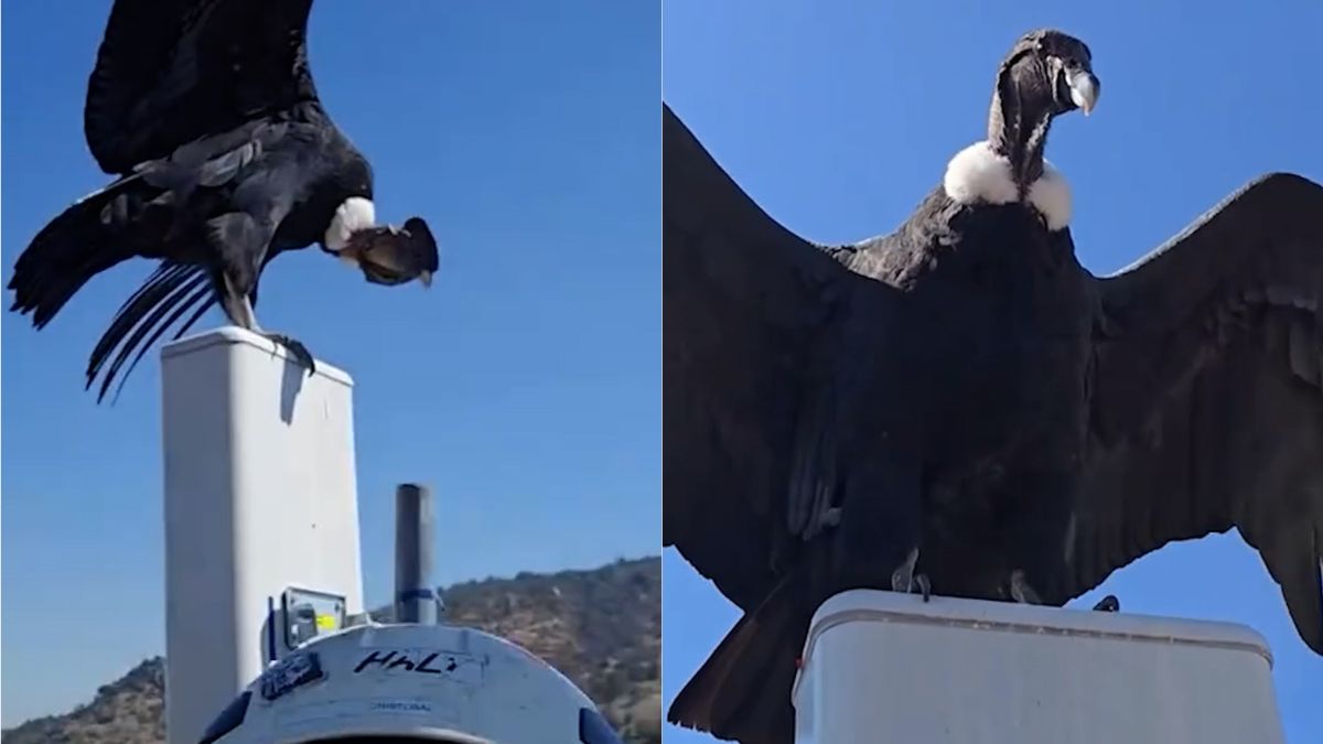 Hombre que trabaja en torre de antena capturó especial encuentro con dos cóndores