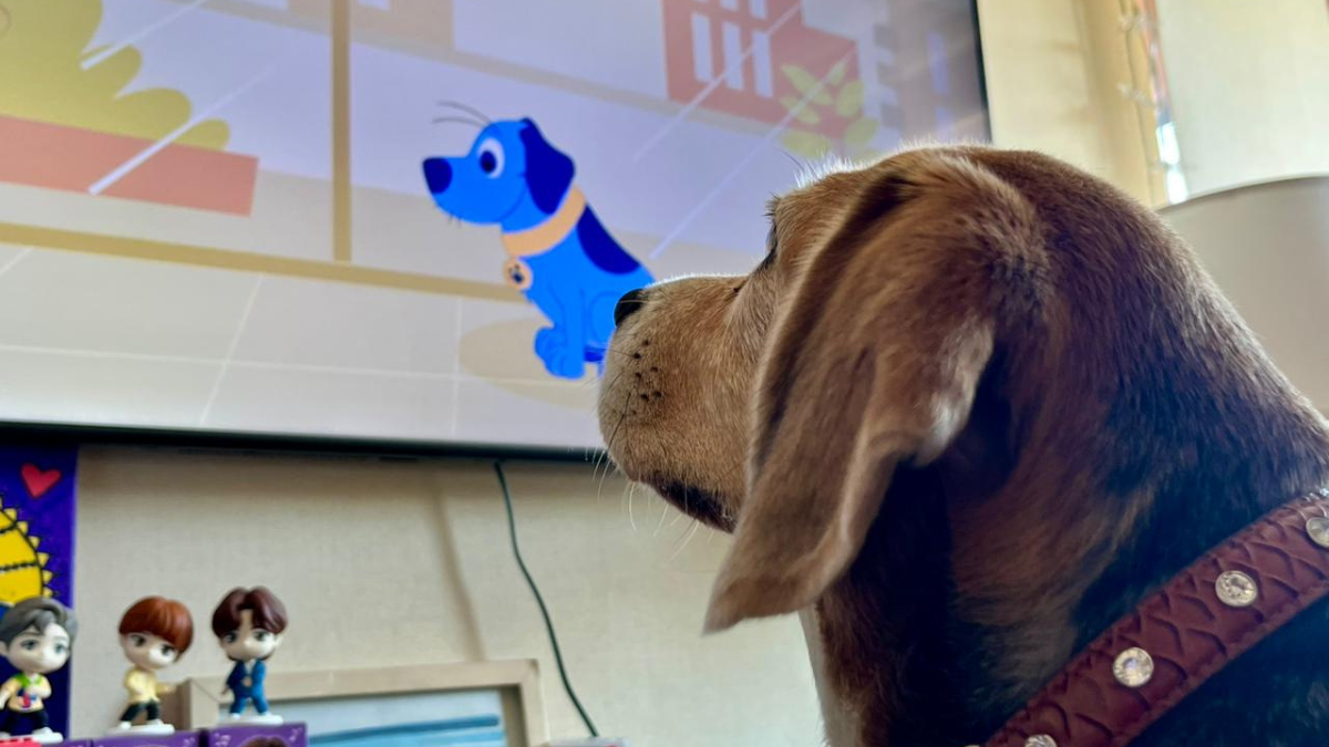 ¿Y si la tv fuera para perros? Bloques de relajación, estimulación y exposición progresiva se toman la pantalla para tu peludo