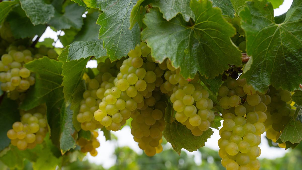 Concha y Toro por nueva Viña Amelia enfocada en vinos Chardonnay y Pinot Noir