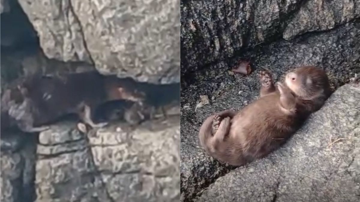 Registran una madriguera de chungungos en Cartagena: crías esperaban a su madre