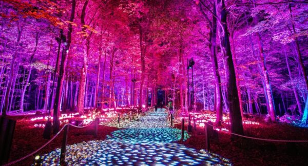 Bosque Prohibido Harry Potter