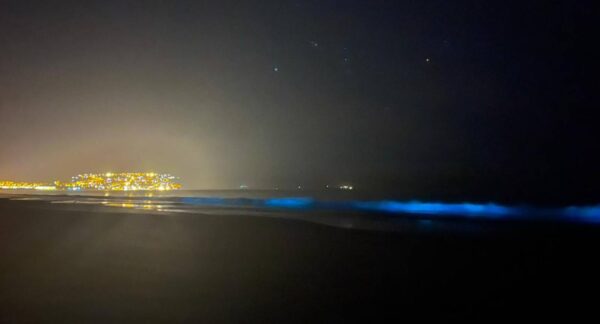 Bioluminiscencia