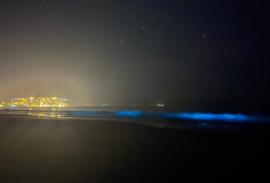 Bioluminiscencia