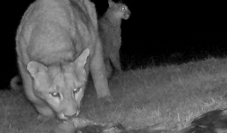 Pumas cazando salmones en la Patagonia