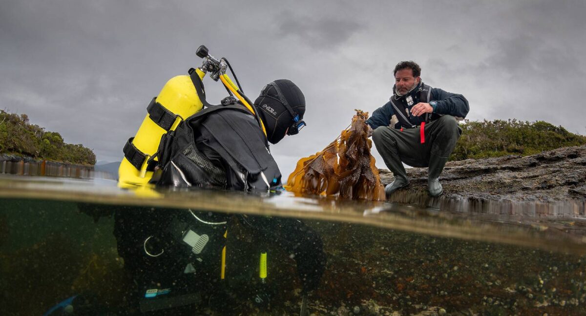 bosques submarinos