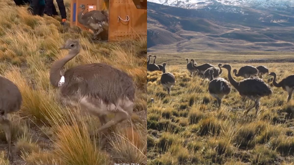 Así fue la emotiva liberación de crías de ñandú en el Parque Nacional Patagonia