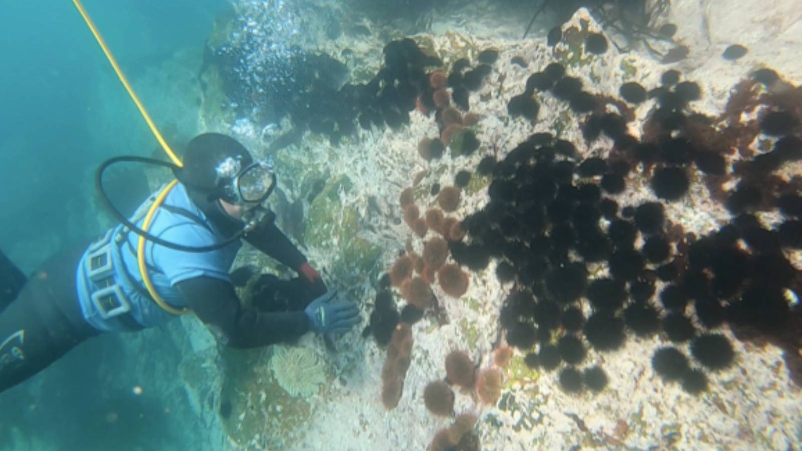 Transforman la zona en “desiertos submarinos”: advierten que sobrepoblación de erizos negros está devastando los fondos marinos chilenos