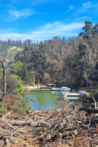 En el incendio del Jardín Botánico de Viña del Mar