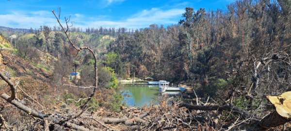 En el incendio del Jardín Botánico de Viña del Mar