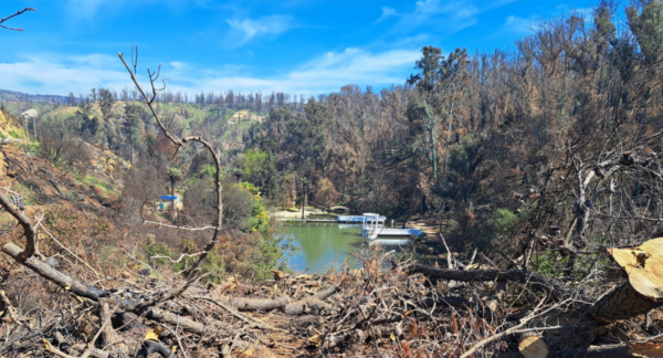 En el incendio del Jardín Botánico de Viña del Mar