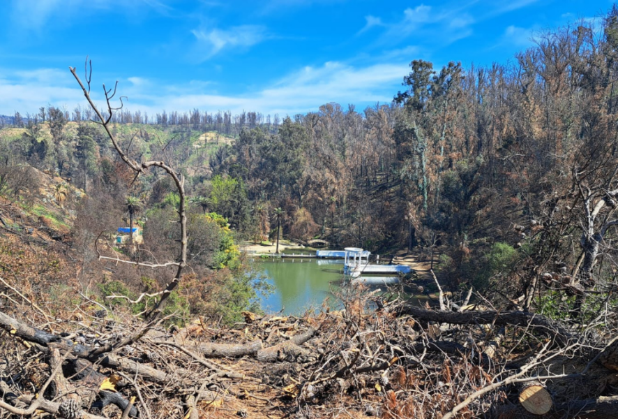 En el incendio del Jardín Botánico de Viña del Mar