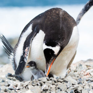 pinguino