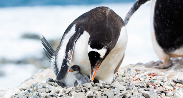 pinguino