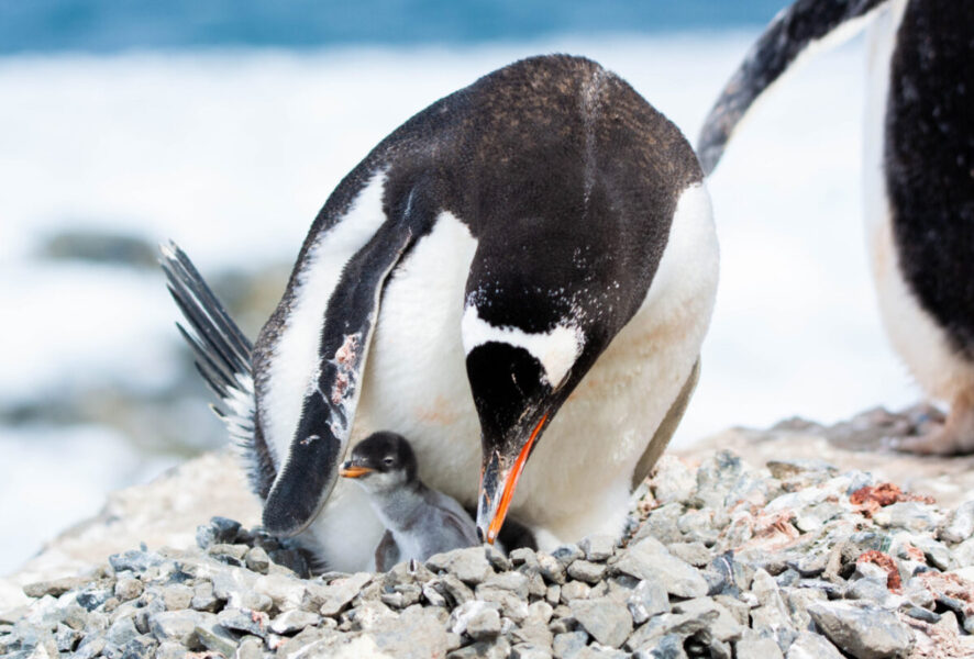 pinguino