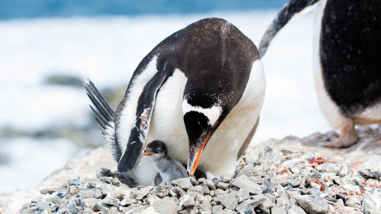Por primera vez en 100 años: científicos de Chile, Brasil y Estados Unidos descubren nueva especie de pingüino en la Antártica