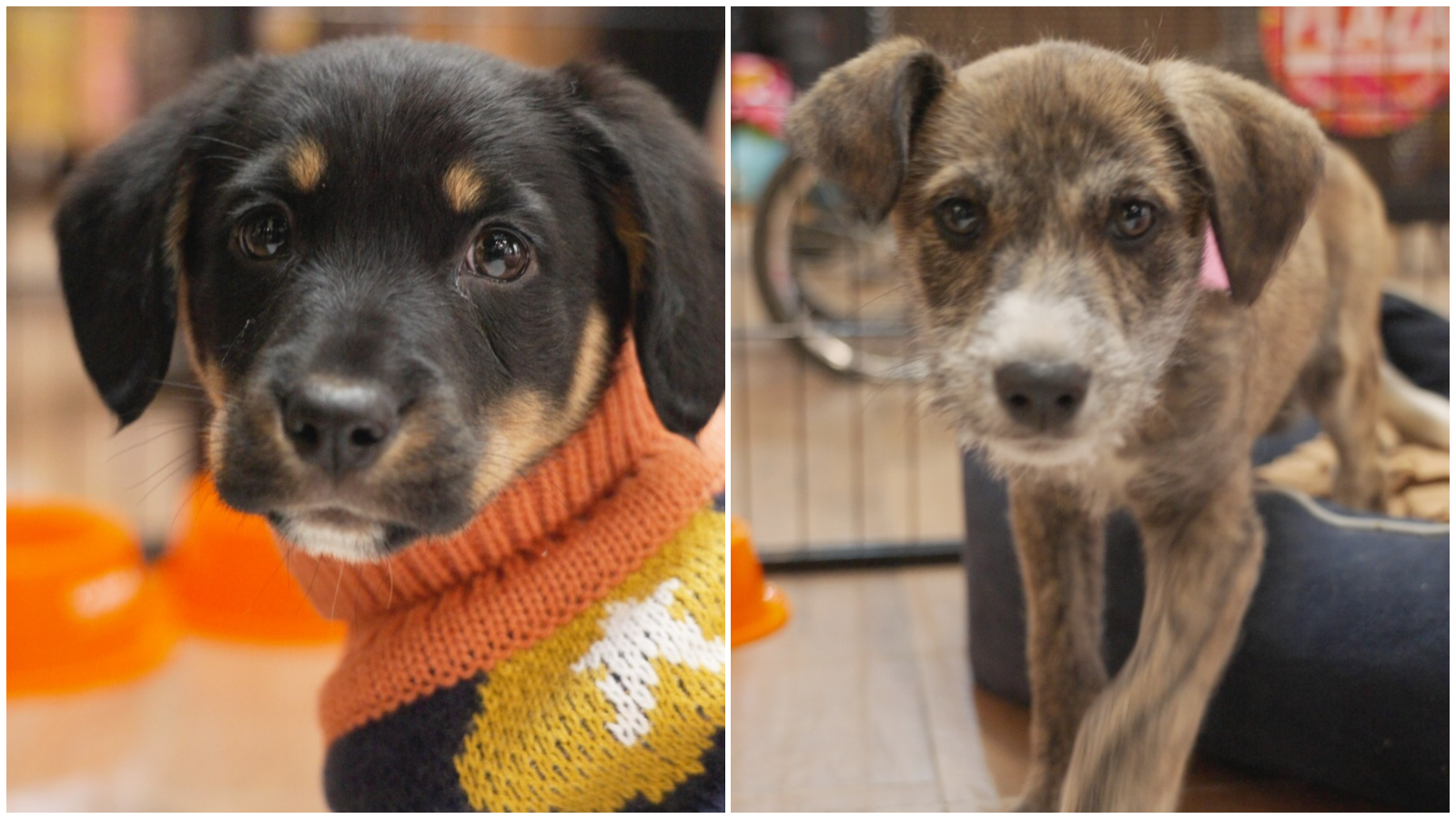 Rescatados y listos para encontrar a una familia: Casaideas y Ayuda Callejeros anuncian nueva jornada de adopción de mascotas