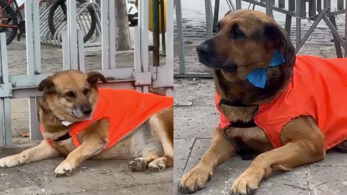 Perritos del Congreso fueron vestidos con traje especial y corbatín en la antesala de la Cuenta Pública