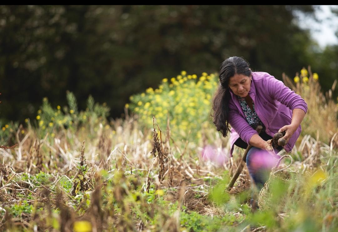 La guardiana de las papas chilotas: la historia de Yolanda Millapichún y las 112 variedades nativas que mantiene vivas en su reservorio de Lemuy
