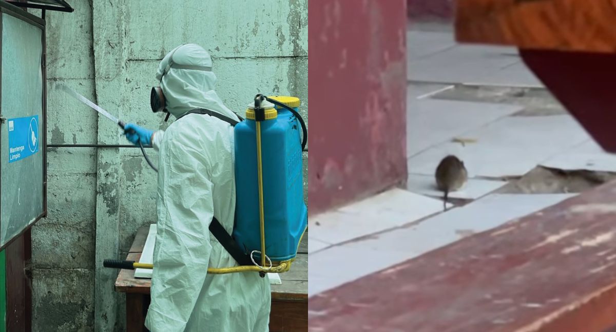 Ratones en Ñuñoa