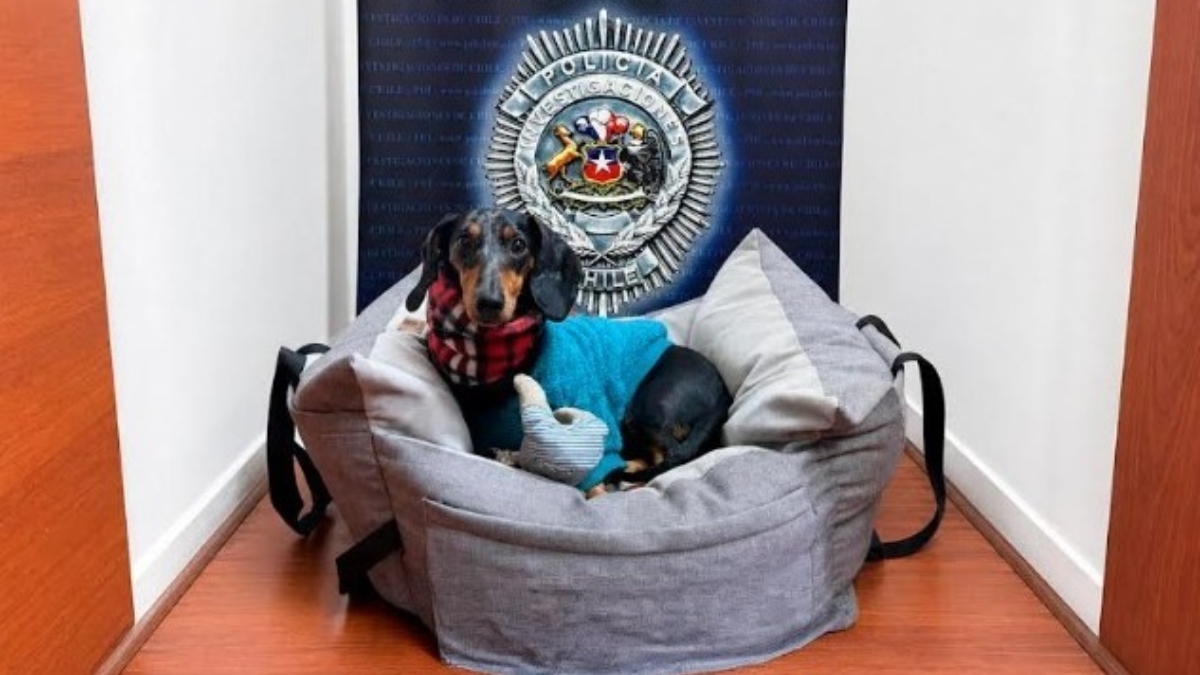 “Bruce”, la mascota de apoyo emocional recuperada 
