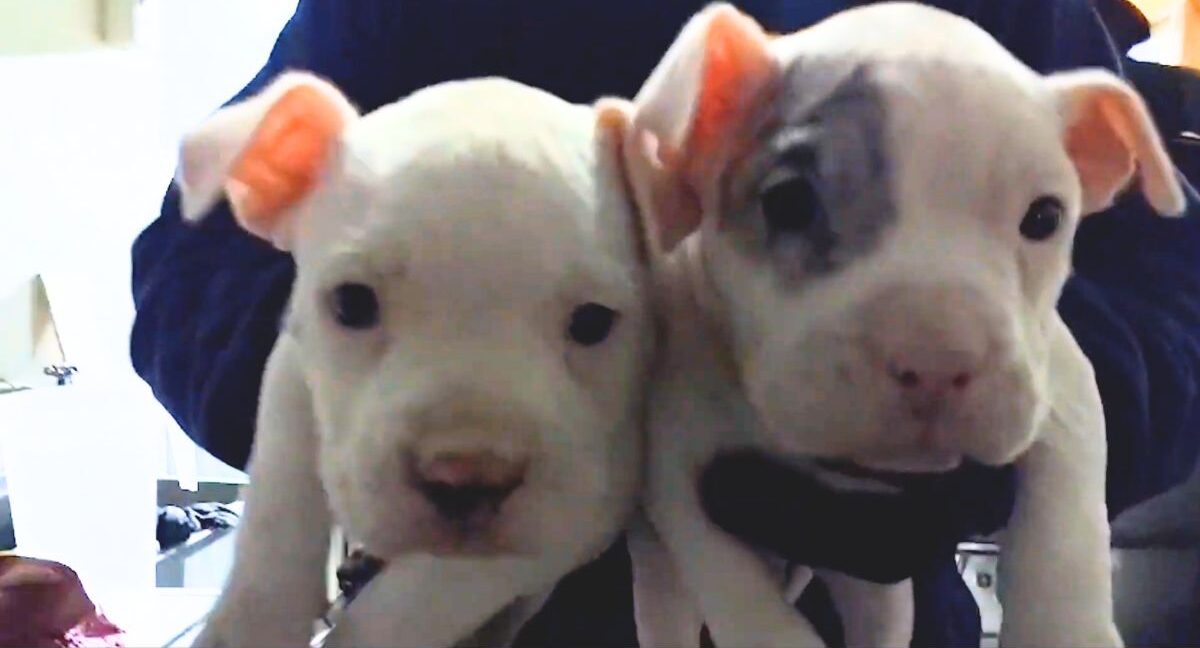 perros