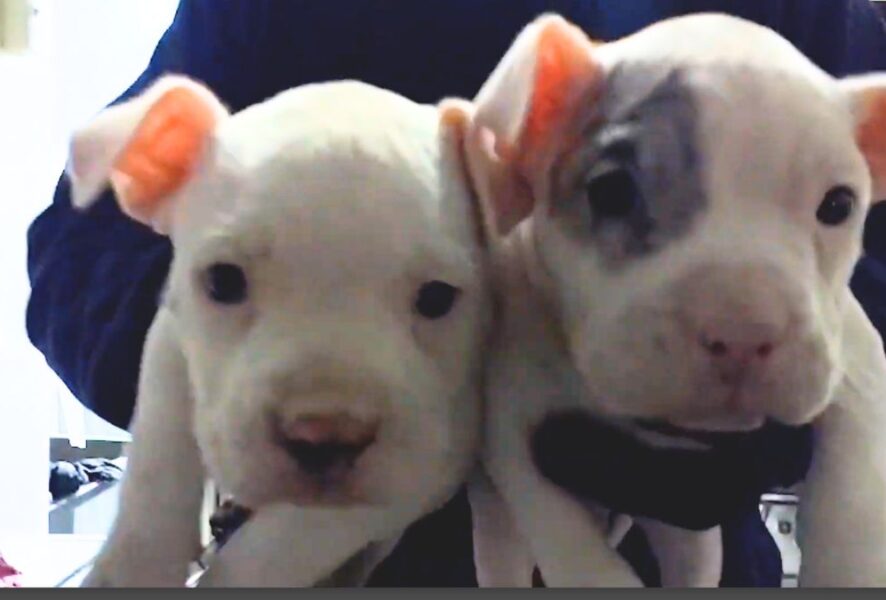 perros