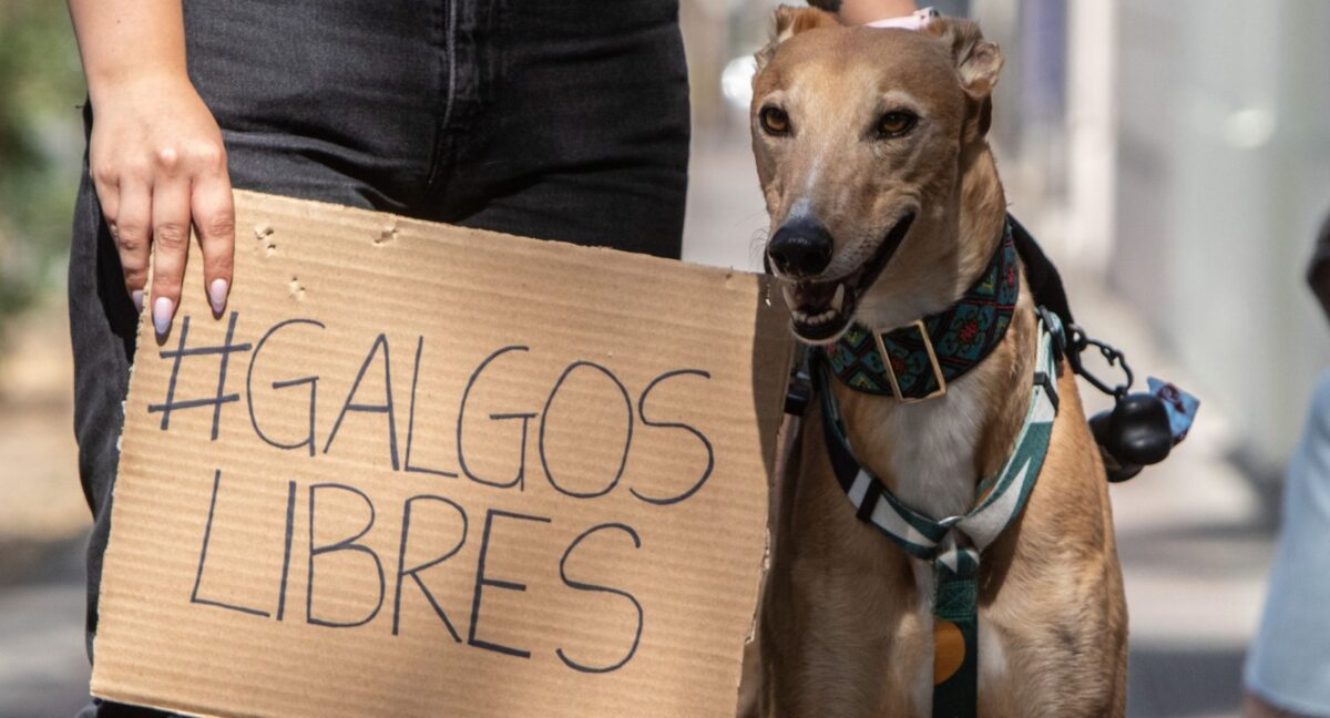 Maltrato a galgos en Marchigüe