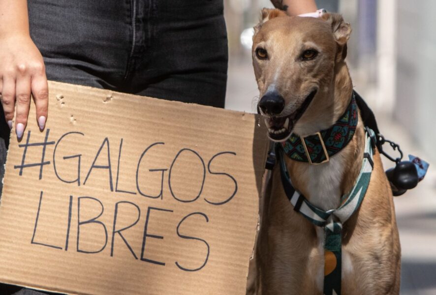 Maltrato a galgos en Marchigüe