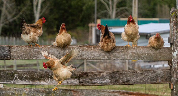gallinas