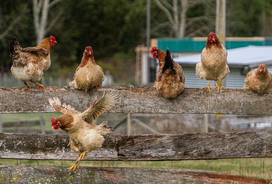 gallinas
