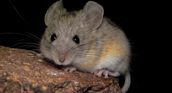 raton