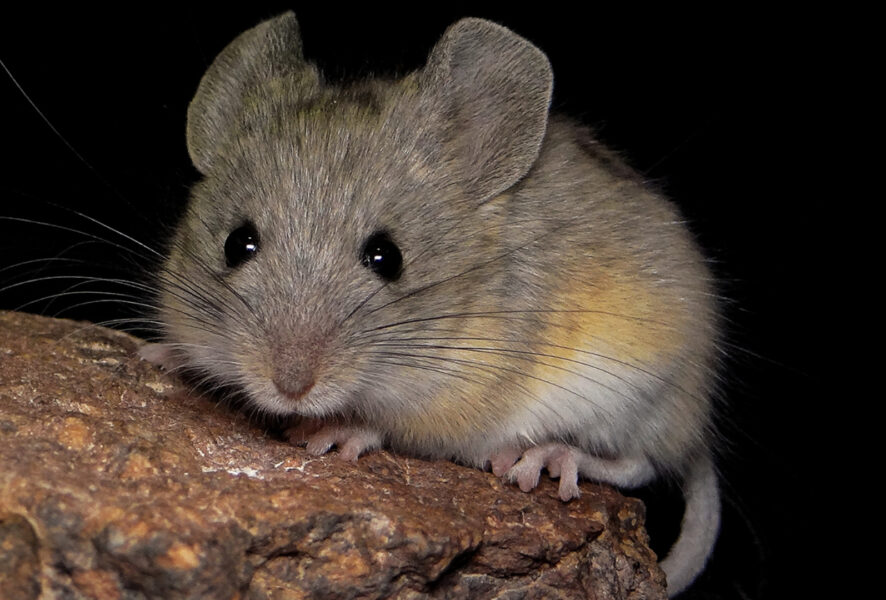 raton