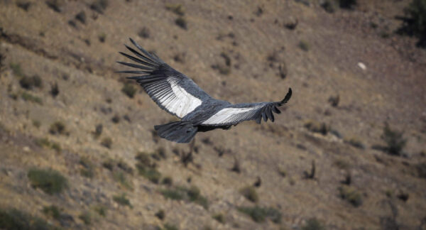 condor