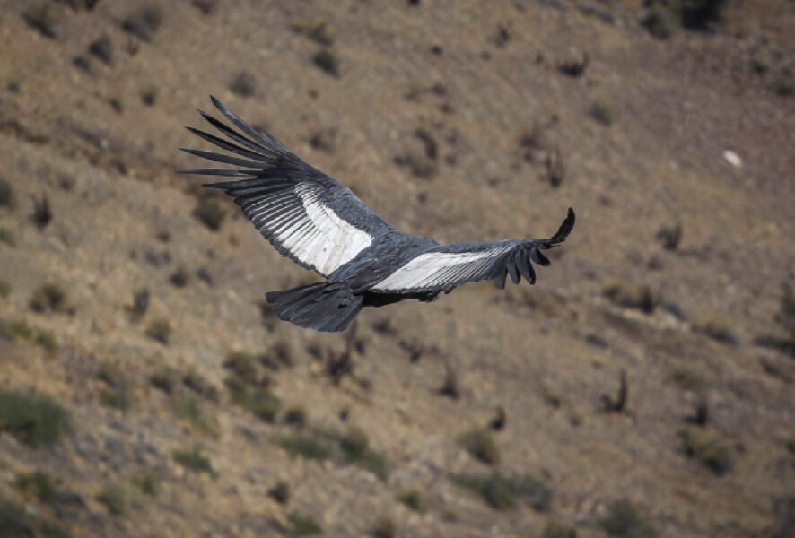 condor