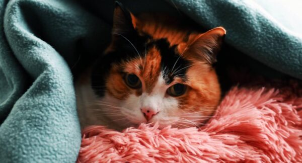 gato