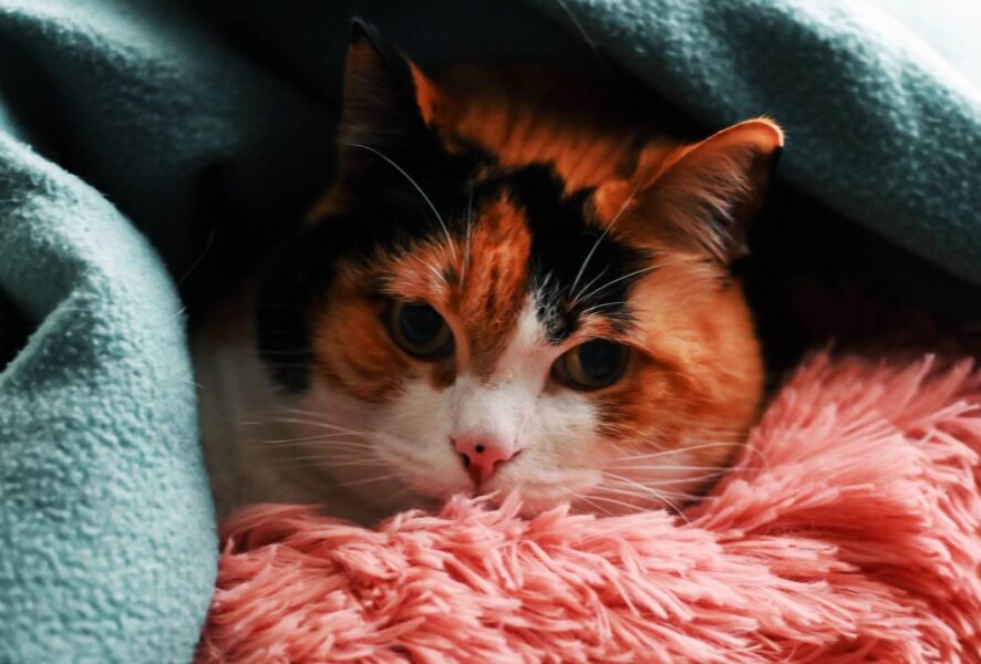 gato