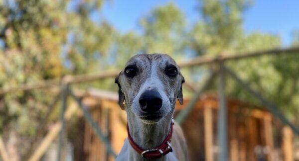 galgo
