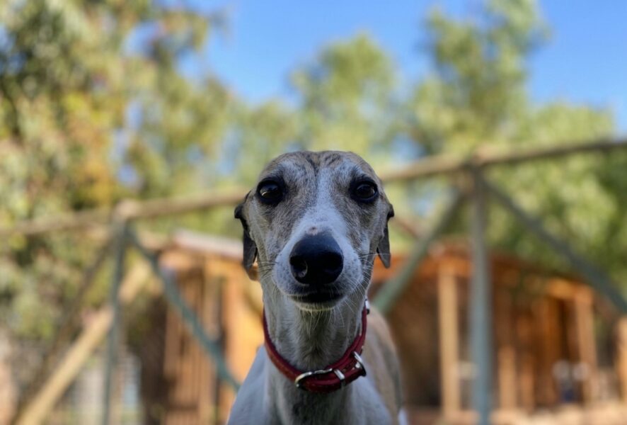 galgo