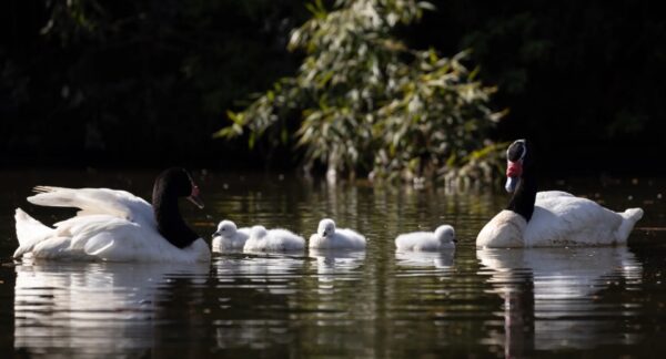 cisnes