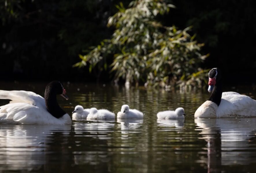 cisnes