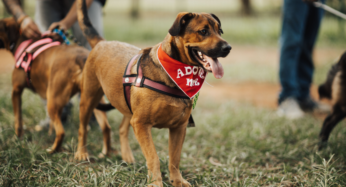 Perro que se dará en adopción Movipet 2026.