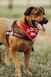 Perro que se dará en adopción Movipet 2026.