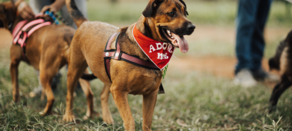 Perro que se dará en adopción Movipet 2026.