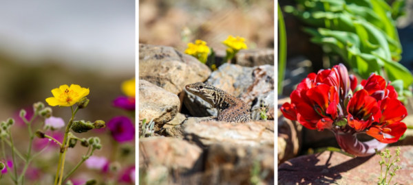 Flores y animales del Desierto Florido