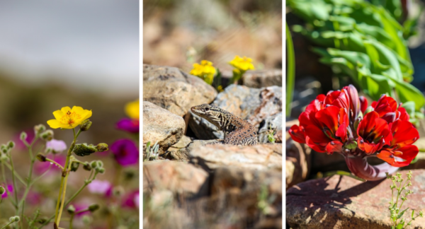 Flores y animales del Desierto Florido