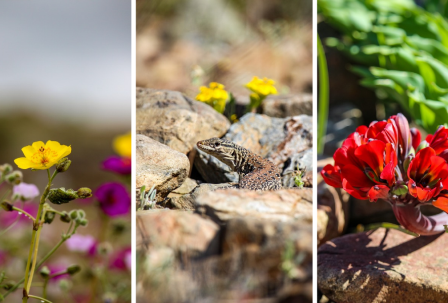 Flores y animales del Desierto Florido